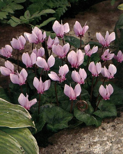 Циклама Neapolitanum